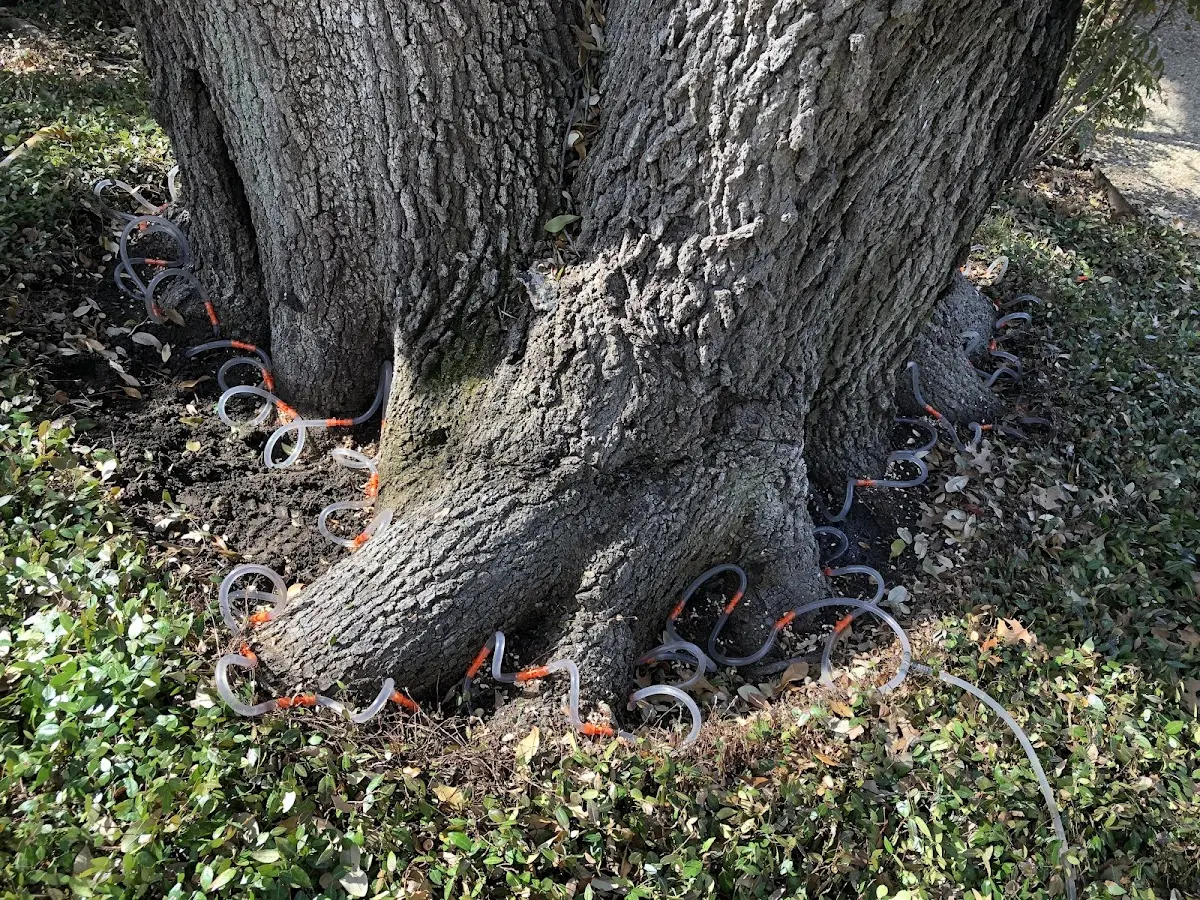 Detailed Tree Cabling and Bracing job site in Floyds Knobs