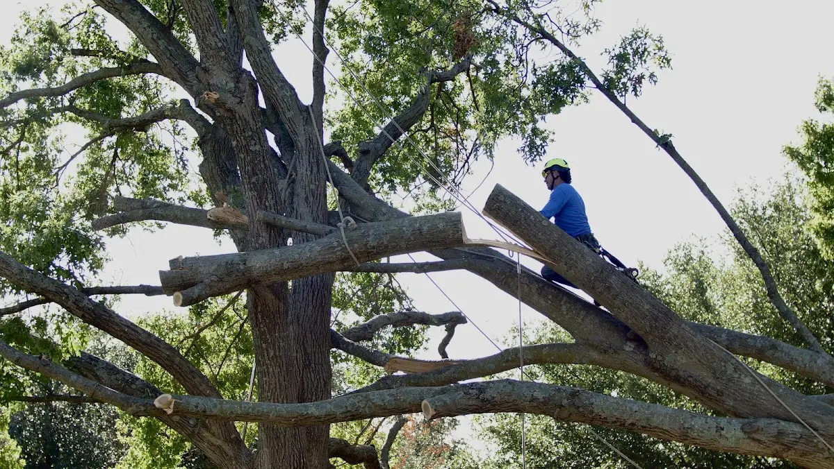 Professional Hazardous Tree Removal performed by certified arborists in Floyds Knobs